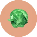 SPROUT PUBLISH logo