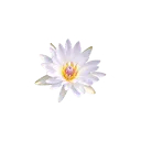 Design for Blooming logo