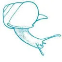 Nederlandse Malacologische Vereniging logo
