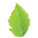 Verschuren Groen logo