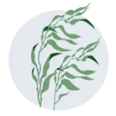 Kelp Forest Foundation logo