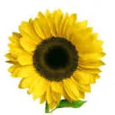 Uitgeverij Blooming logo
