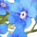 Uitvaartverzorging Myosotis logo