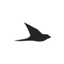 Ekster® logo