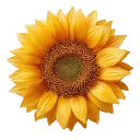 Logo van getbindu.com