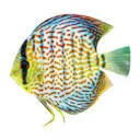 AquariumVerhuur logo