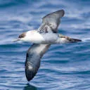 Shearwaters logo