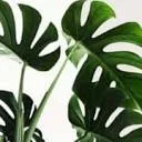 Artiplant logo