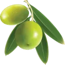 Celest Oil logo