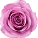 Gerard Heemskerk Bloemenexport B.V. logo